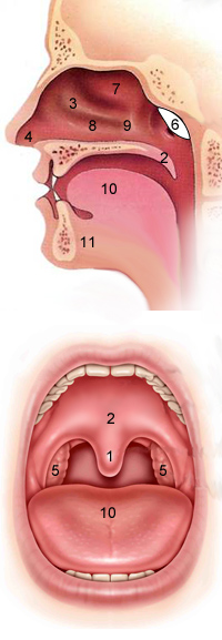 The common causes of snoring